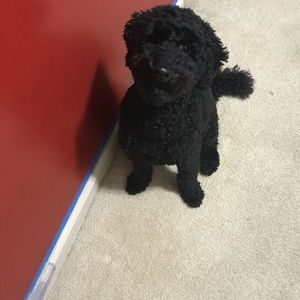 Meet your Posher, Courtney